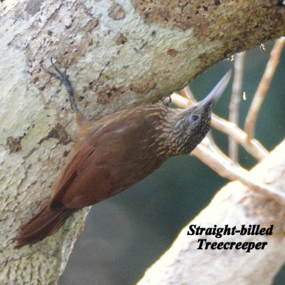 Straight-billed Treecreeper